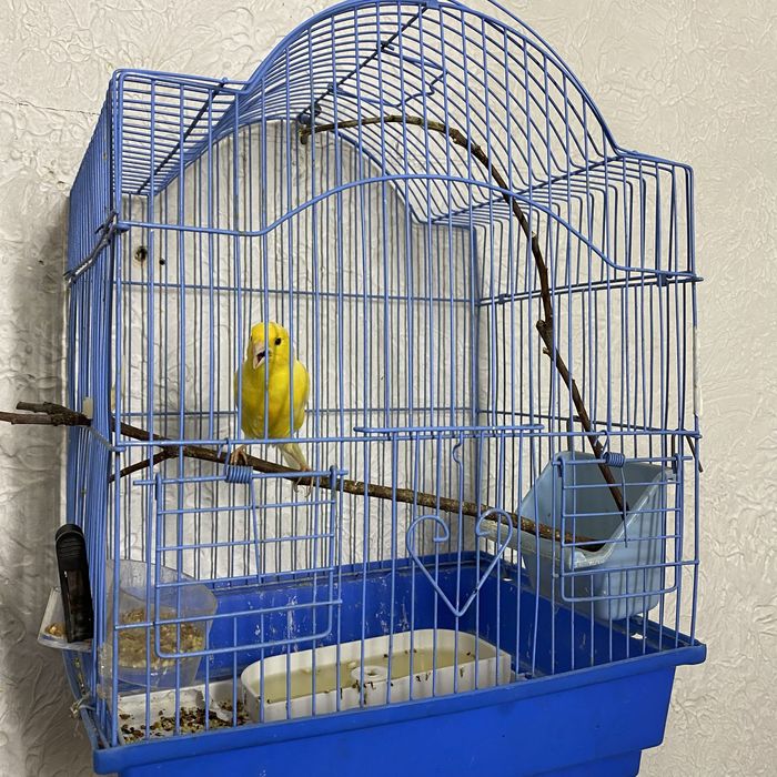 Продам кенаров певчие/мальчики , девоски красивые