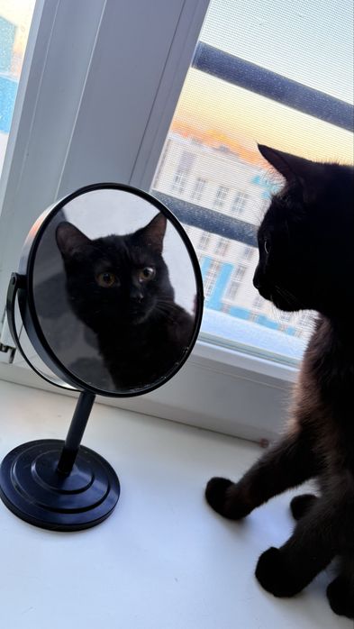 Продам кота стерил