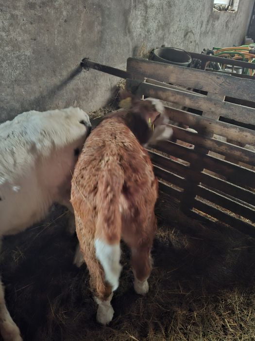 Vând vițea bălțată