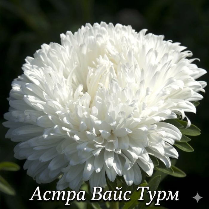 Предзаказ: Рассада астр — На май