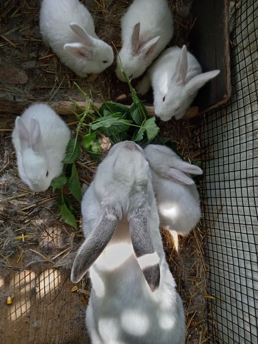 Iepuroaice și iepurași