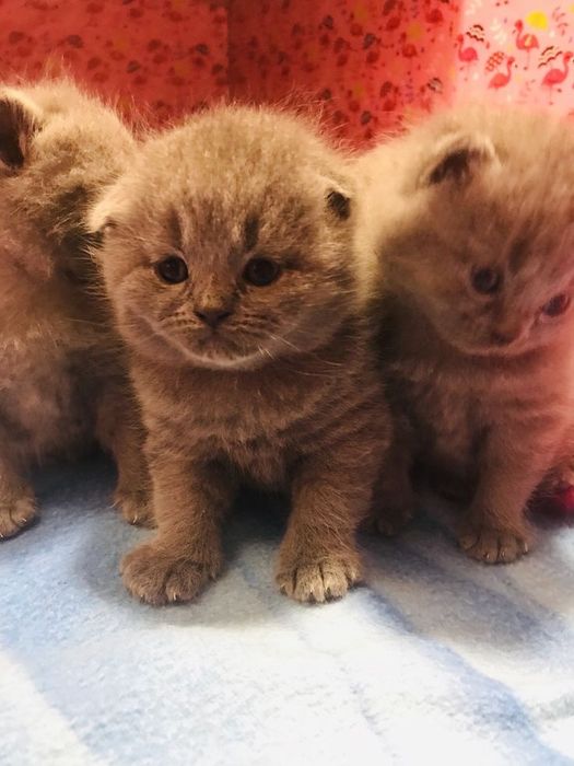 Шотландские котята