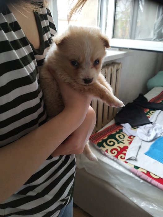 Микро-щенок, дизайнерский метис (в типе мальтипу)