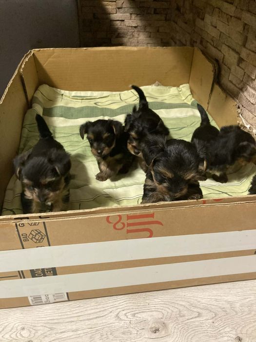 Мини Йоркширски териер