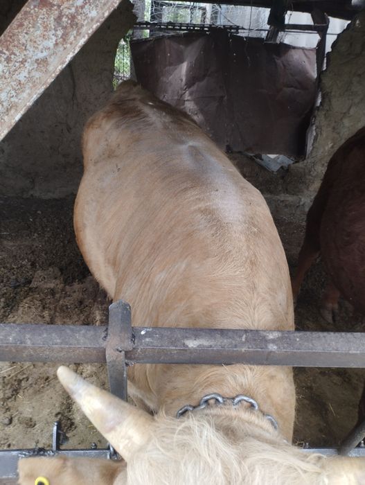 Продам быка только через веса