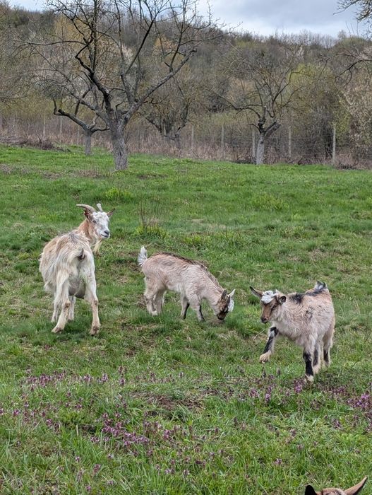 De vânzare doi iezi