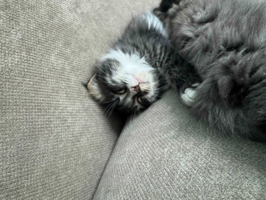 Котята в добрые руки!