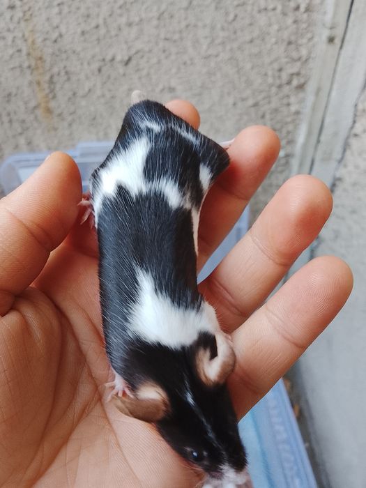 В продаже дикаративные мышки