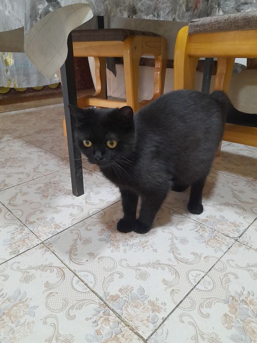 Скотиш мушук бервораман