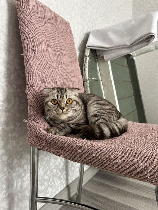 Ищем кота для вязки