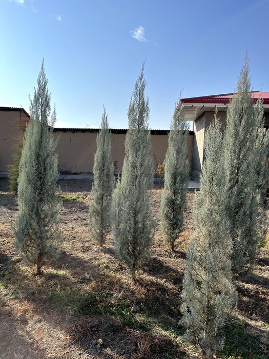 продаются ёлки,арча сотилади