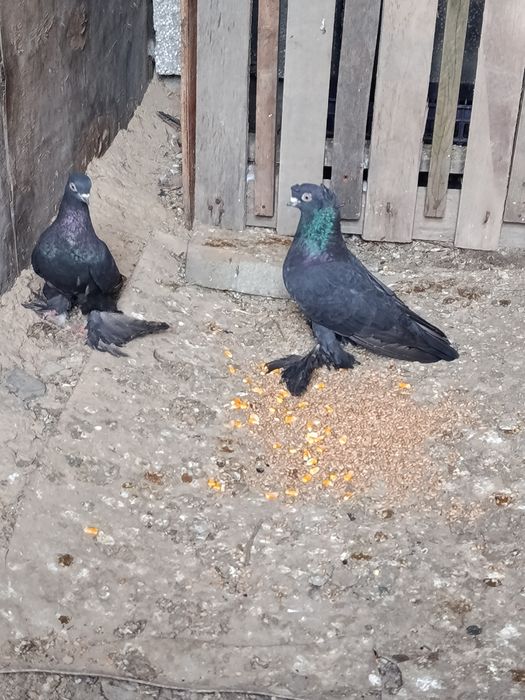 Пара голубей за 10 тысяч