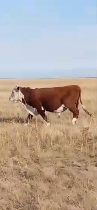 В продаже бык белоголовый !