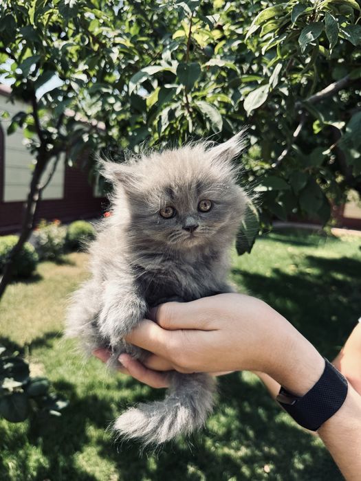Scottish fold va strait