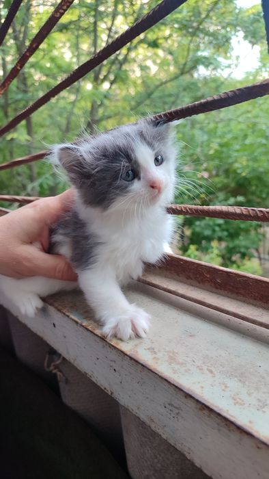 Котятки ребятки в добрый дом, в добрые ручки!!!