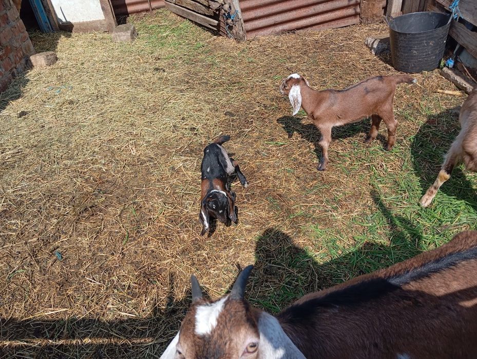 Țăpișor și capra anglonubian