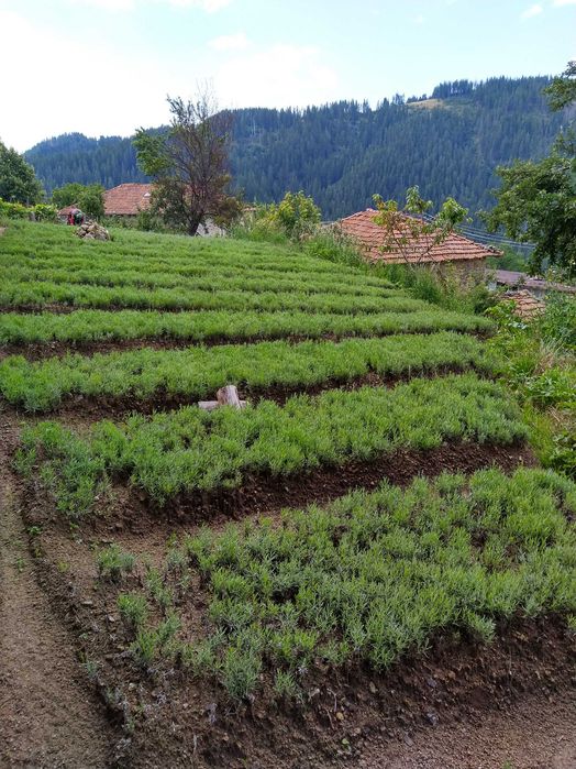 Къща в с. Кутела