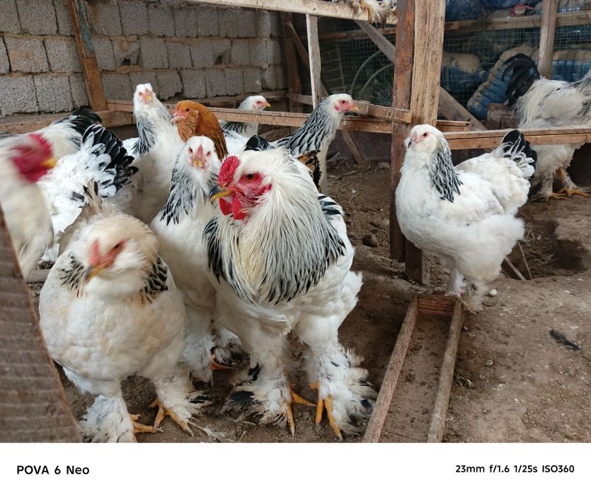 Svetli brama sotiladi