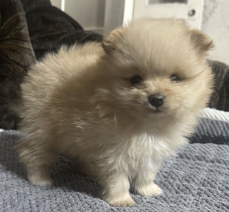 Продам щенков породы немецкий шпиц