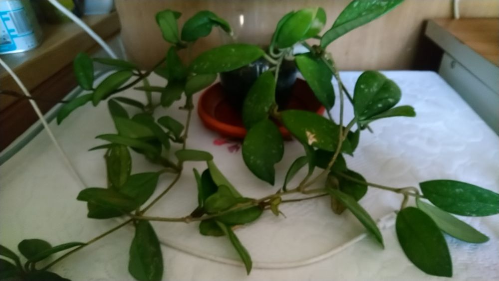 Хоя Карноза Хоя Чоки, и Хоя Публикалис