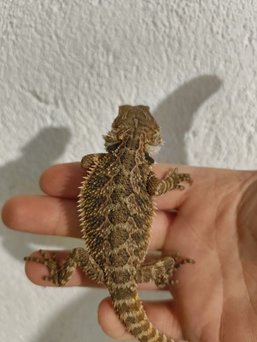 Брадата Агама / Pogona vitticeps