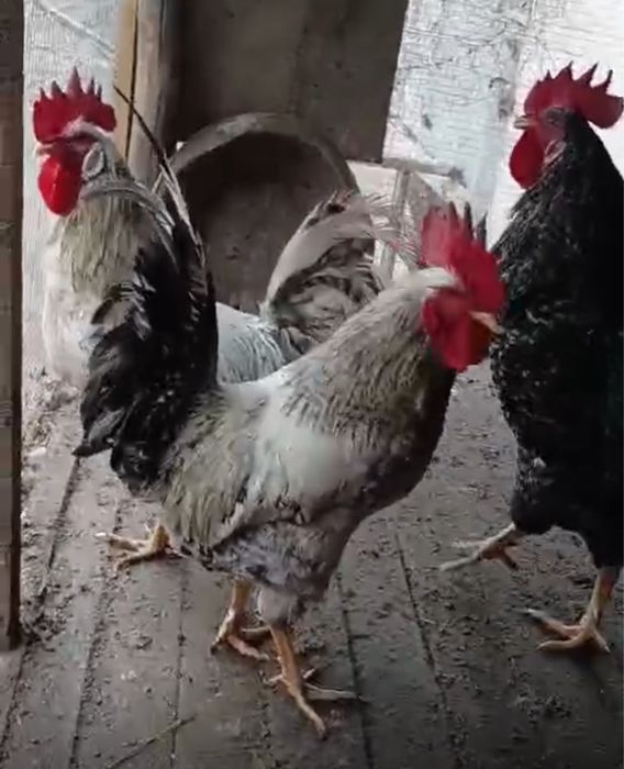 Петухи разных пород