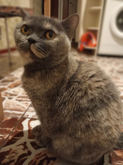 Шотландская кошка