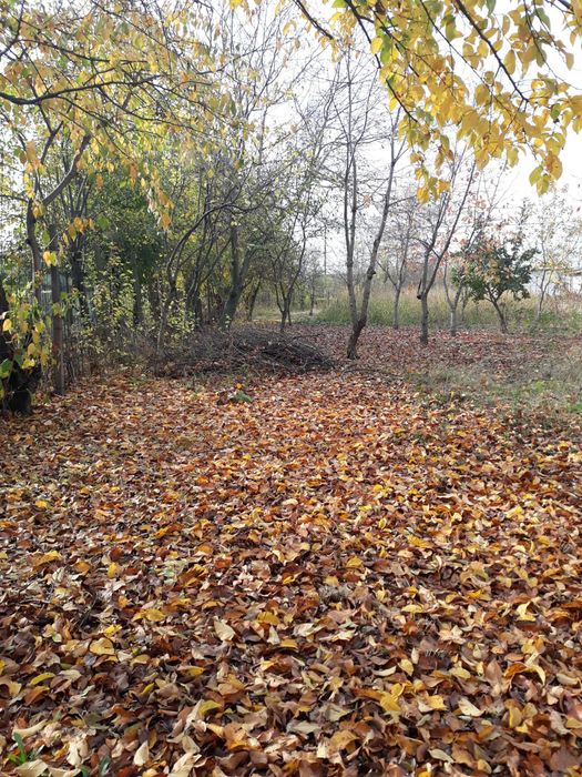 Vând teren Naipu( Ghimpați)