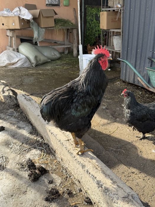 Джерский гиган петух и курочка