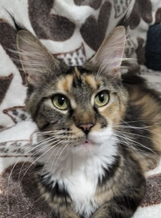 Котята Мейн Кун!