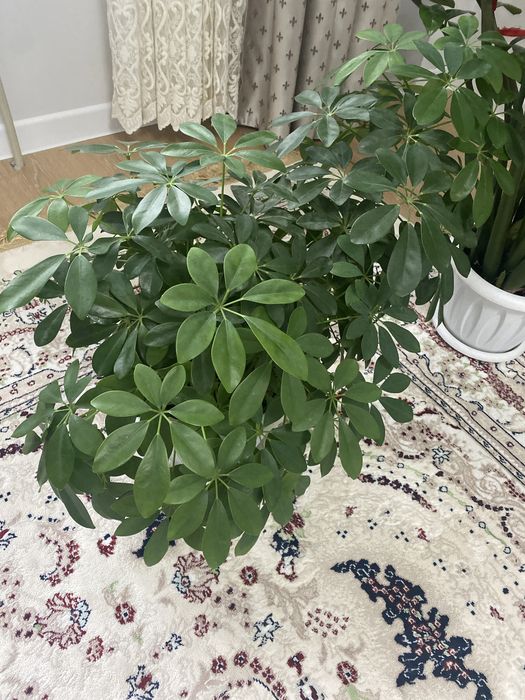 Цветы Шефлера 2 шт