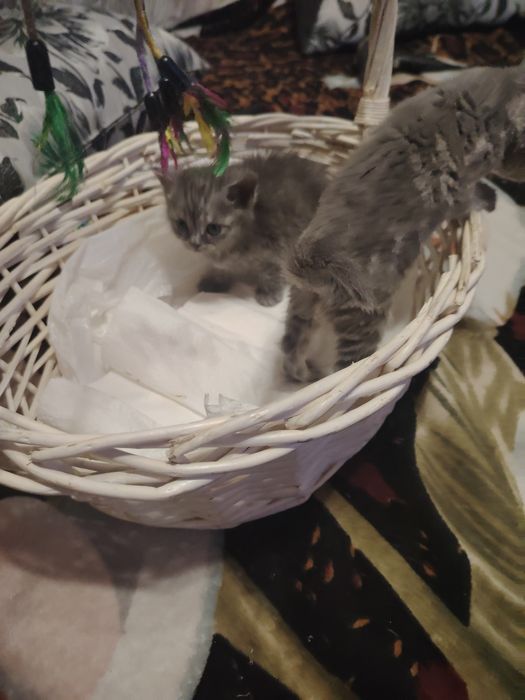 Британские малыши