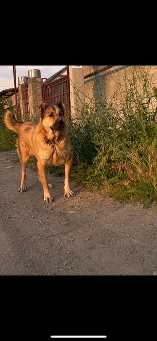 Продам собаку алабай