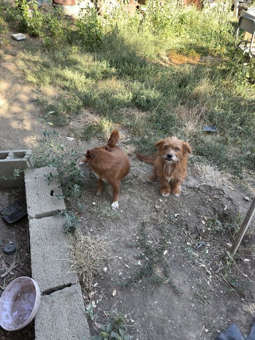 Spre adoptie 2 caini!