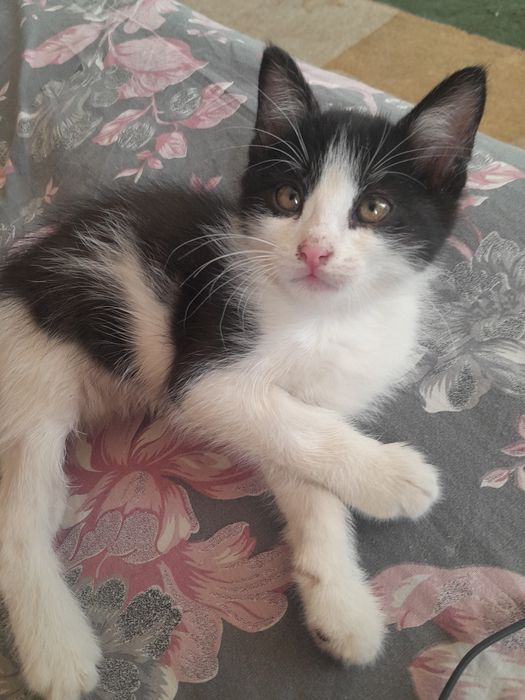 Одам. Катенка хороший руки