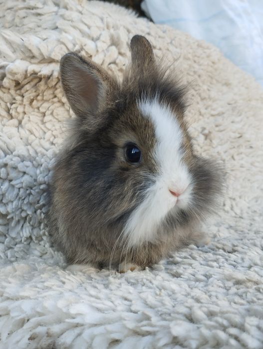 Cadouri & pufoșenii naturale