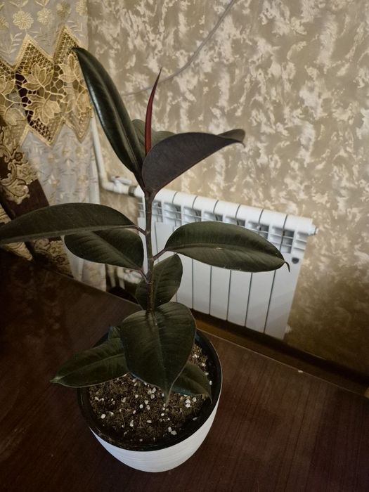 Фикус эластика и чёрный принц