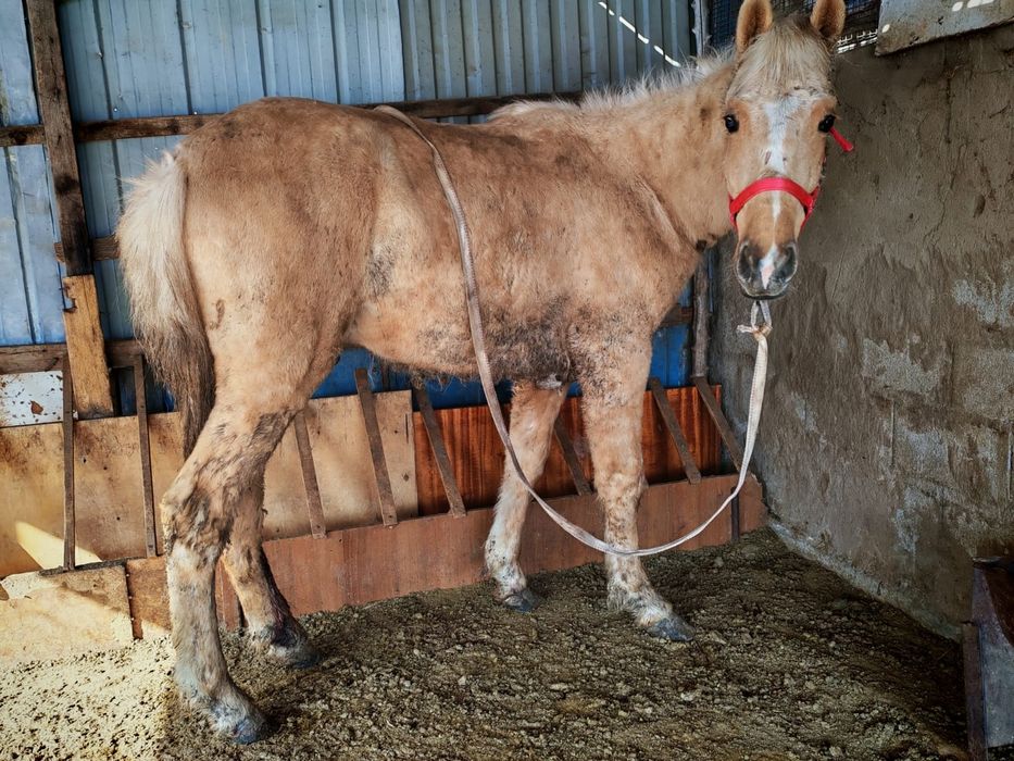 Тай,жылқы,Жабағы,Құнан.Конь, Лошадь,Жеребец