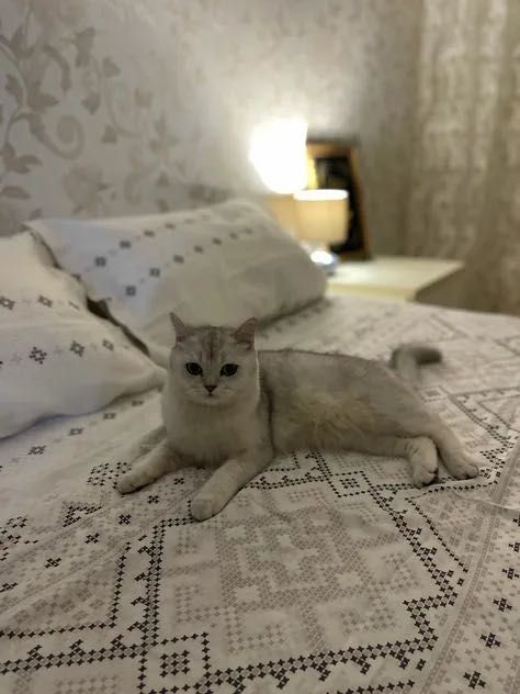 Кошка британский