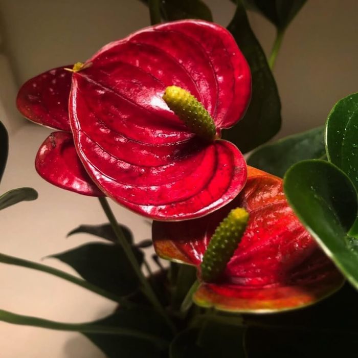 Антуриум , Хоя неприхотливые