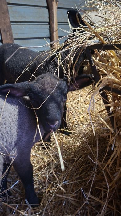 Vând oi Suffolk cu miei