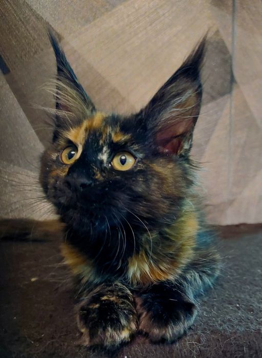 Свободные котята Мейн-кун