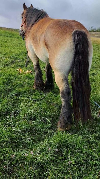 Iapă ardeneza de 1000 kg