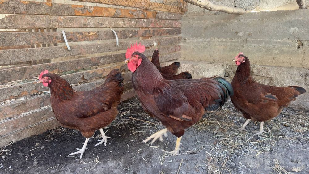 Rod aylend (rhode island red)