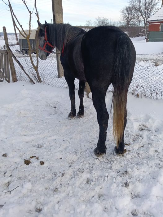 Vând harmăsar cuminte