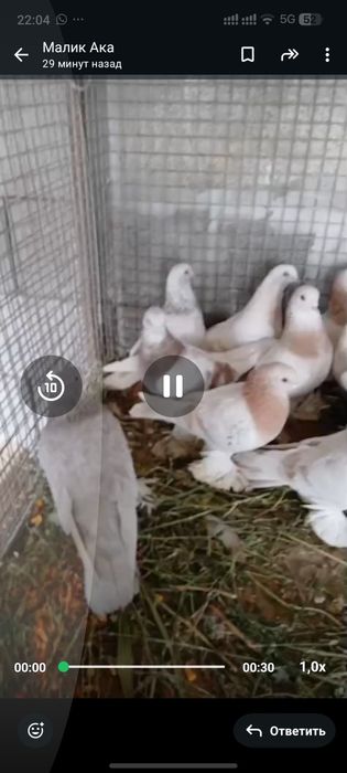 Голуби с гребли показывает игру