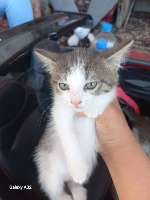 Котята даром 2 месяца