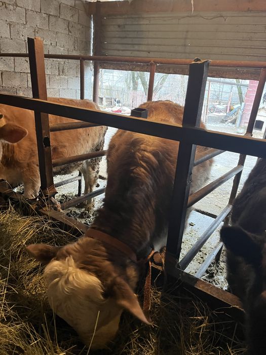 Телочка на откорме