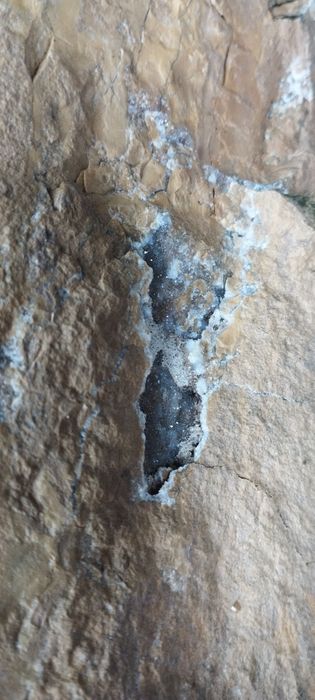 Окаменелое дерево