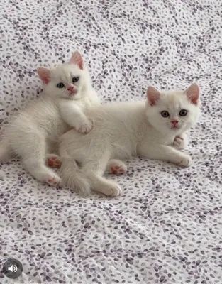 Котята Скоттиш Страйт и Скоттиш Фолд
